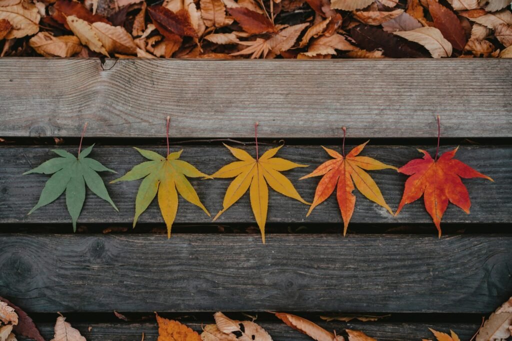 Maple leaves through the seasons